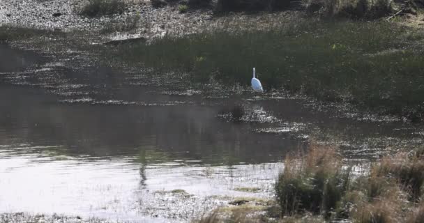 White Bird Standing Body Water Water Murky Bird Surrounded Tall — Stock Video