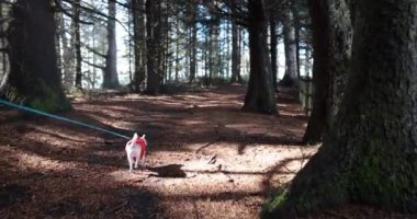 Küçük bir köpek ağaçlık bir alanda toprak bir yolda yürüyor. Köpek kırmızı bir yaka takıyor ve yürüyüşünün tadını çıkarıyor. Huzurlu ve huzurlu bir sahne.