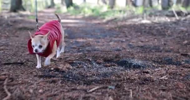 一只狗穿着红色外套走在一条土路上 这只狗穿着一件红色外套 很喜欢散步 — 图库视频影像