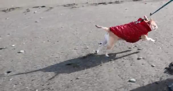 Собака Красной Куртке Гуляет Пляжу Стоковое Видео