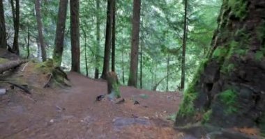 Ortasında büyük bir ağaç olan bir orman. Toprak toprak ve yapraklarla kaplı.