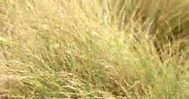 Açık Kahverengi Renkli Uzun Bir Çimen Tarlası Arazi Açık Ağaçları — Stok video