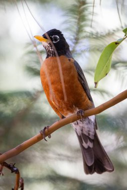 A bird is perched on a branch, looking down at the ground. The bird is brown and white in color clipart