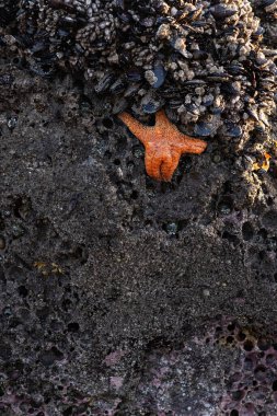 Küçük bir turuncu deniz yıldızı bir kaya yığınının ortasında. Kayalar gri ve siyahtır ve sahnedeki tek parlak renk denizyıldızıdır.