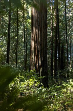 Yaprakların arasında güneş ışığı parlayan ormandaki büyük bir ağaç. Ağaç diğer ağaçlar ve bitkilerle çevrili, verimli ve canlı bir ortam yaratıyor.