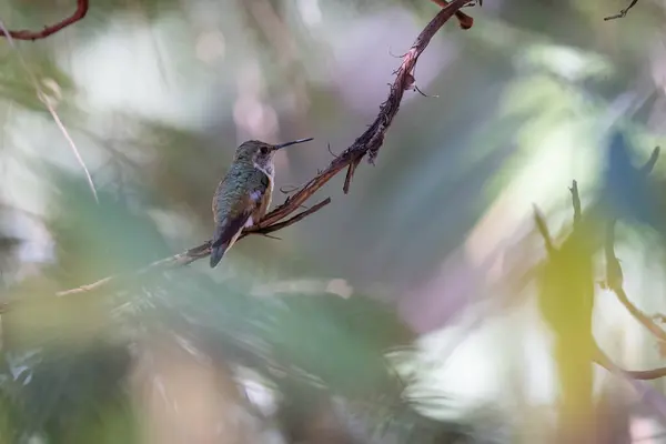 Colibrì Appollaiato Ramo Albero Uccello Piccolo Marrone Sta Guardando Verso — Foto Stock