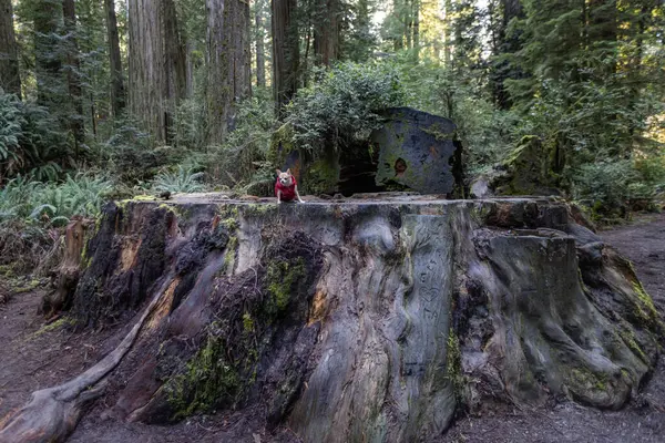 Pequeno Chihuahua Sentado Tronco Sequoia Muito Grande Califórnia — Fotografia de Stock