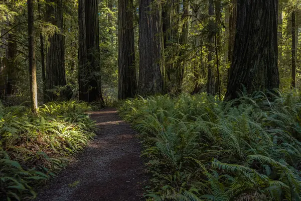Beautiful Afternoon Jedediah Smith Redwood Forest Northern California — Stock Photo, Image