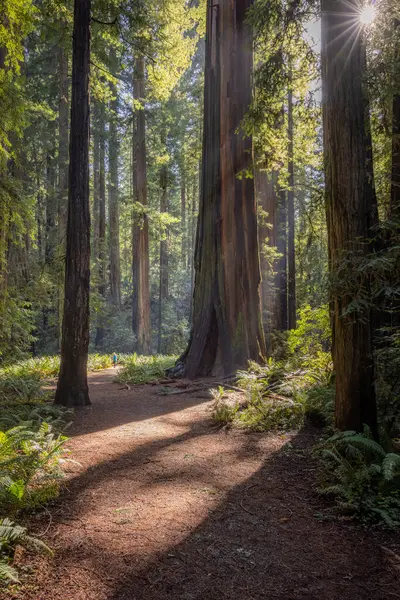 真ん中に大きな木がある森の中の道 太陽は木々を通して輝き 暖かく 魅力的な雰囲気を作り出しています — ストック写真