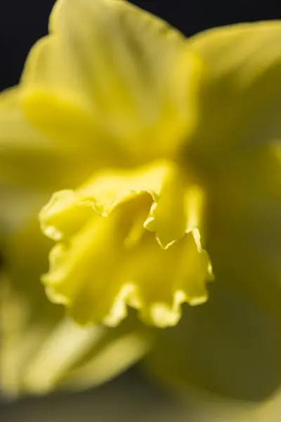 黑色背景的黄色花朵的特写 花朵是图像的主要焦点 其明亮的色彩在黑暗的背景下显得十分醒目 温暖和幸福的概念 — 图库照片