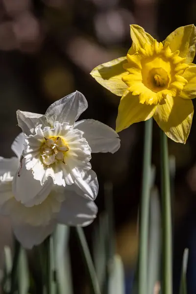 Twee Witte Gele Bloemen Staan Naast Elkaar Witte Bloem Iets — Stockfoto