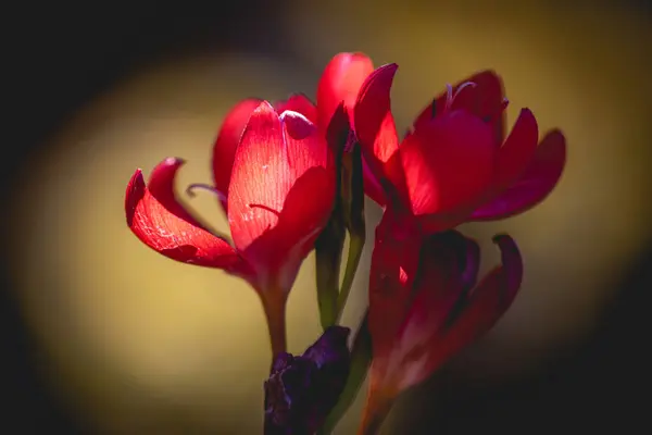 Gros Plan Trois Fleurs Rouges Sur Fond Jaune Les Fleurs — Photo