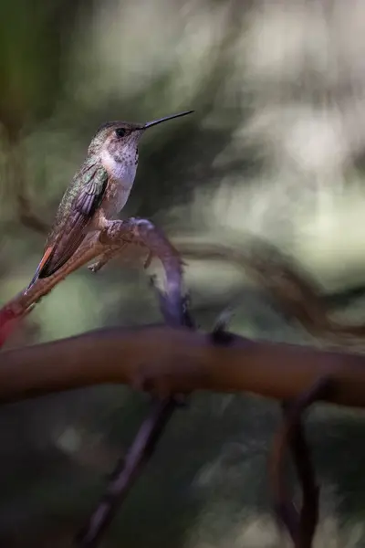 Koliber Siedzi Gałęzi Ptak Jest Brązowy Zielony Kolorze Obraz Spokojny Obraz Stockowy