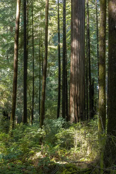 Uma Floresta Com Uma Grande Árvore Meio Árvores São Altas Fotos De Bancos De Imagens Sem Royalties