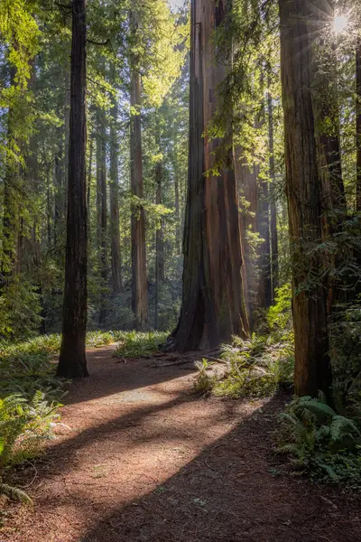 Caminho Uma Floresta Com Árvores Luz Solar Luz Sol Está Fotografias De Stock Royalty-Free