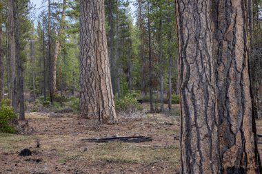 Güzel Ponderosa çam ormanları Güney Oregon Şelaleleri 'ndeki ağaç kabuğu gibi desenli yapbozlarıyla.
