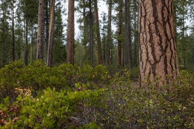 Güzel Ponderosa çam ormanları Güney Oregon Şelaleleri 'ndeki ağaç kabuğu gibi desenli yapbozlarıyla.