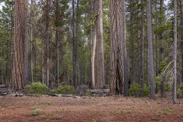 南オレゴンカスケードの樹皮のようなテクスチャーされたパズルの美しいポンデロサ松林 ストック写真