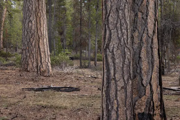 南オレゴンカスケードの樹皮のようなテクスチャーされたパズルの美しいポンデロサ松林 ストック画像