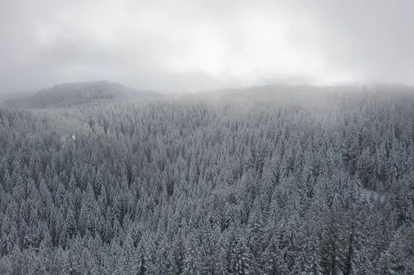 Uma Floresta Nevada Com Árvores Cobertas Neve Céu Está Nublado Fotos De Bancos De Imagens