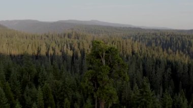 Ortasında büyük bir ağaç olan bir orman. Gökyüzü açık ve güneş parlıyor.