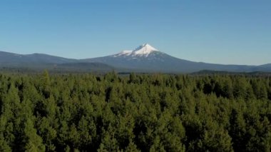 Arka planda açık mavi gökyüzü olan bir ormanda bir ağaç tek başına duruyor.