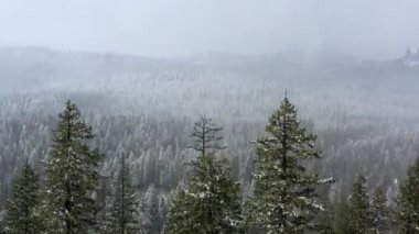 Arka planda açık mavi gökyüzü olan bir ormanda bir ağaç tek başına duruyor.