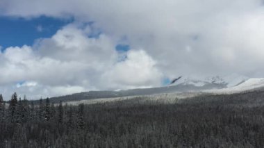 Arka planda açık mavi gökyüzü olan bir ormanda bir ağaç tek başına duruyor.