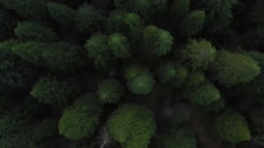 Arka planda açık mavi gökyüzü olan bir ormanda bir ağaç tek başına duruyor.