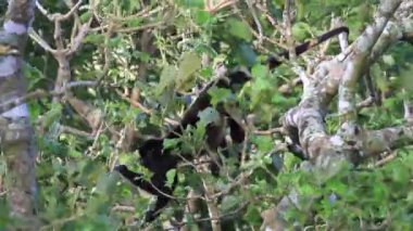 Arka planda açık mavi gökyüzü olan bir ormanda bir ağaç tek başına duruyor.