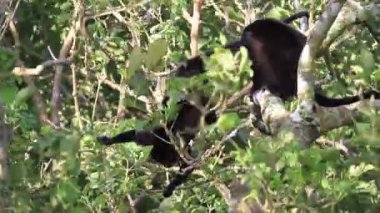 Arka planda açık mavi gökyüzü olan bir ormanda bir ağaç tek başına duruyor.