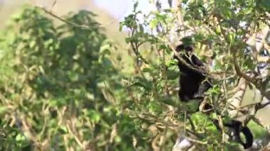 Arka planda açık mavi gökyüzü olan bir ormanda bir ağaç tek başına duruyor.