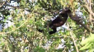 Arka planda açık mavi gökyüzü olan bir ormanda bir ağaç tek başına duruyor.