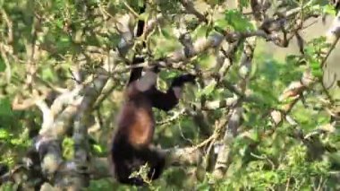 Arka planda açık mavi gökyüzü olan bir ormanda bir ağaç tek başına duruyor.