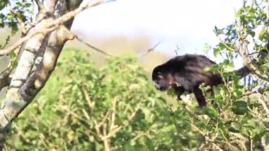 Arka planda açık mavi gökyüzü olan bir ormanda bir ağaç tek başına duruyor.