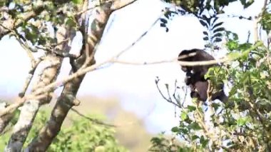 Arka planda açık mavi gökyüzü olan bir ormanda bir ağaç tek başına duruyor.