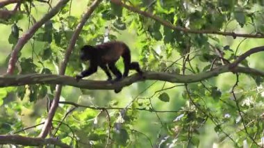 Arka planda açık mavi gökyüzü olan bir ormanda bir ağaç tek başına duruyor.