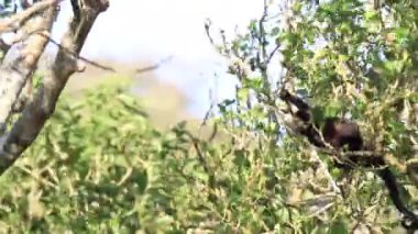 Arka planda açık mavi gökyüzü olan bir ormanda bir ağaç tek başına duruyor.