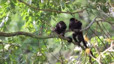 Arka planda açık mavi gökyüzü olan bir ormanda bir ağaç tek başına duruyor.