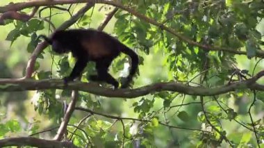 Arka planda açık mavi gökyüzü olan bir ormanda bir ağaç tek başına duruyor.