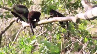 Arka planda açık mavi gökyüzü olan bir ormanda bir ağaç tek başına duruyor.