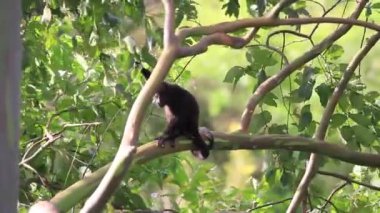 Arka planda açık mavi gökyüzü olan bir ormanda bir ağaç tek başına duruyor.