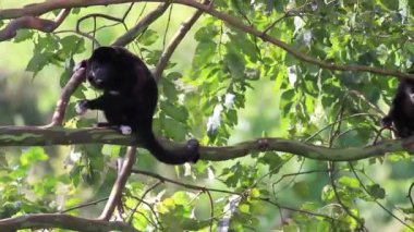 Arka planda açık mavi gökyüzü olan bir ormanda bir ağaç tek başına duruyor.
