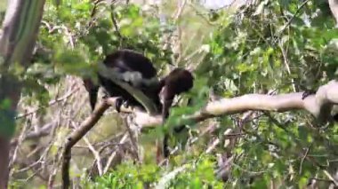 Arka planda açık mavi gökyüzü olan bir ormanda bir ağaç tek başına duruyor.