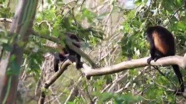 Arka planda açık mavi gökyüzü olan bir ormanda bir ağaç tek başına duruyor.