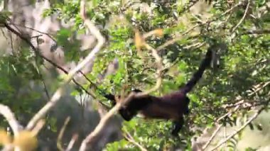 Arka planda açık mavi gökyüzü olan bir ormanda bir ağaç tek başına duruyor.