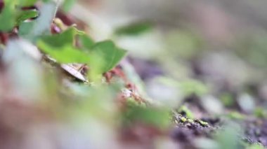 Arka planda açık mavi gökyüzü olan bir ormanda bir ağaç tek başına duruyor.