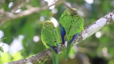 Arka planda açık mavi gökyüzü olan bir ormanda bir ağaç tek başına duruyor.