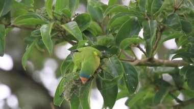 Arka planda açık mavi gökyüzü olan bir ormanda bir ağaç tek başına duruyor.