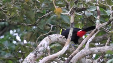Arka planda açık mavi gökyüzü olan bir ormanda bir ağaç tek başına duruyor.